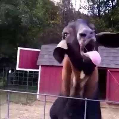 Goat tongue Throat Goat Tweets, Throat Goat, Funny Goats, Goats Funny, Goats, Horses, Funny, Animals, Quick Saves