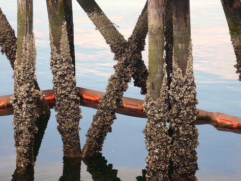 Barnacles on boat dock pillars., via Flickr. Barnacles On Boats, Artober 2023, Houseboat, Boat Dock, Japanese Aesthetic, House Boat, Art Project, Wabi Sabi, Accessories Design