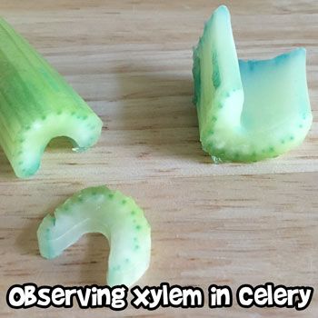 Observing Xylem in Celery Celery Color Experiment, Color Changing Celery Experiment, Celery Science Experiment, Edible Plant Cell, Photosynthesis Lab, Pluripotent Stem Cells, Cell Respiration, Biology Experiments, Biology Lab