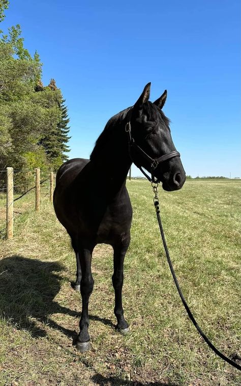 Black Horses Aesthetic, Horseback Riding Trails, Horsey Life, Funny Horse Pictures, Horse Riding Aesthetic, Horse Competition, Equestrian Aesthetic, Beautiful Arabian Horses, Bay Horse