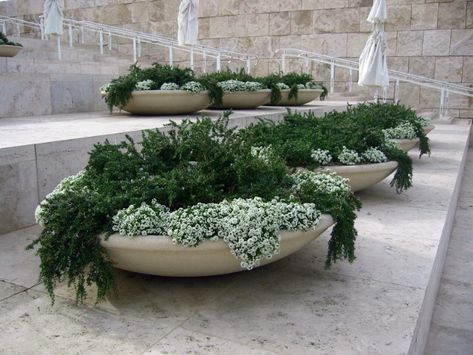 Getty Rosmarinus & Alyssum / The Artful Gardener Pillar Planter Ideas, Low Bowl Planter Ideas, Landscaping With Rocks Pots & Planters, Shore Juniper, Front Pillars, White Stone Planters, Unique Stone Planters, Large Concrete Bowl Planter, Bowl Planter