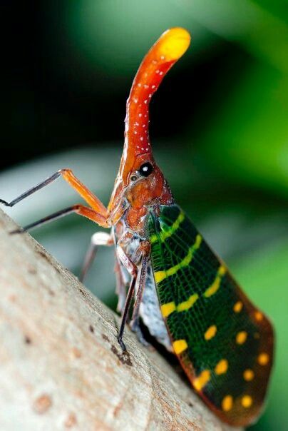 Lantern Bug, Lantern Fly, Vbs Jungle, Insect Pictures, Stick Insects, Macro Photography Insects, Flying Lantern, Spider Species, Cute Bugs