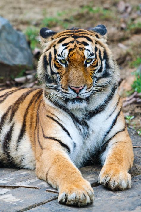 South China Tiger. A south China tiger is staring front , #Affiliate, #Tiger, #China, #South, #south, #front #ad Tiger Front Face, China Animals, South China Tiger, Art Entrepreneur, 70s Photoshoot, Verse Study, Project Tiger, Tiger Species, Tiger Photography