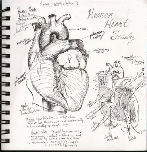 Drawing Ideas Doctor, Anatomical Drawings Medical, Medical Drawings Sketches, Anatomy Sketches Study, Complicated Drawings, Heart Anatomy Drawing, Anatomical Sketches, Medical Physics, Biology Drawing