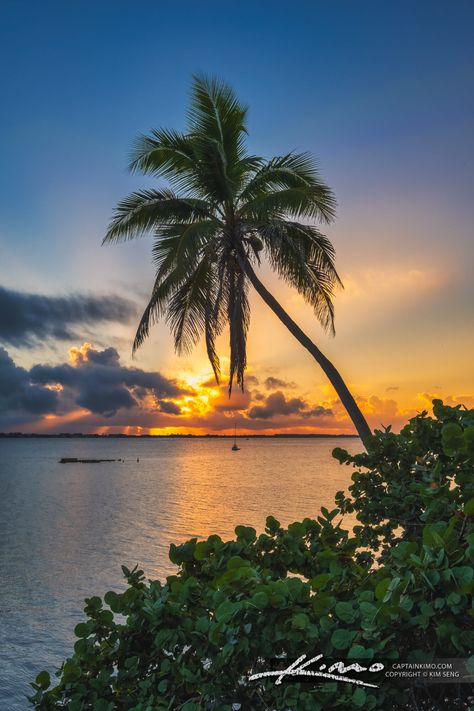 Coconut Tree Sunrise Martin County Jensen Beach Florida Beach Trees, Sunrise Spring, Jensen Beach Florida, Forest Sunrise, Coastal Forest, Southern Art, Jensen Beach, Florida Photography, Coconut Tree