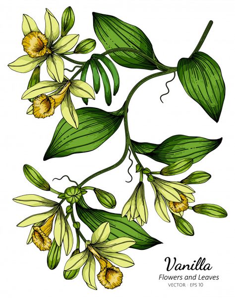 Flower And Leaf Drawing, Flower Drawing Simple, Floral Reference, Vanilla Flower, Vanilla Plant, Plant Doodle, Pencil Artwork, Wreath Drawing, Colored Pencil Artwork