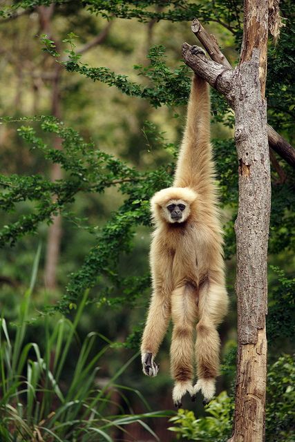 The Gibbon is a primate (lesser great ape) that lives in the rainforest of Southeast Asia. This species is threatened by habitat loss.  by toon_ee A Monkey, Airbrush Art, Appaloosa, Quarter Horse, Primates, Animals Of The World, Animal Planet, In The Forest, Nature Animals