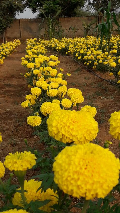 Country Field, Marigold Flowers, Marigold Flower, Beautiful Flowers Garden, Photosynthesis, Flowers Garden, Country Farm, Country Life, Day Of The Dead