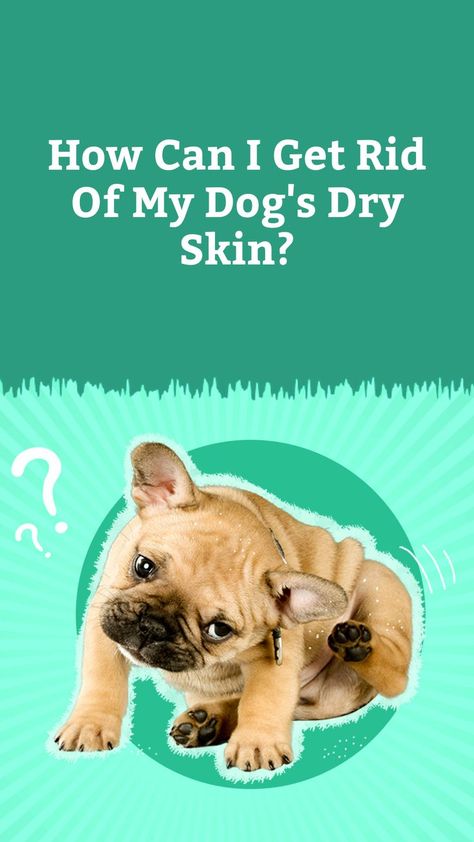 Dry Skin Care For Dogs, Puppy Dry Skin Remedies, Dry Skin On Dogs How To Treat, Dry Skin On Dogs, Natural Remedies For Dogs Itchy Skin, Dog Dry Skin Remedy, My Dog Has Dry Itchy Skin, Home Remedy For Dog Skin Allergies, Dog Dry Skin