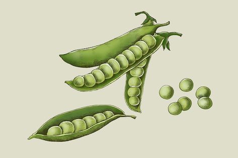 Peas Illustration, Grean Beans, Botanical Tattoo, Pea Pods, Kitchen Vintage, Illustration Art Drawing, Flash Card, Green Peas, Botanical Drawings