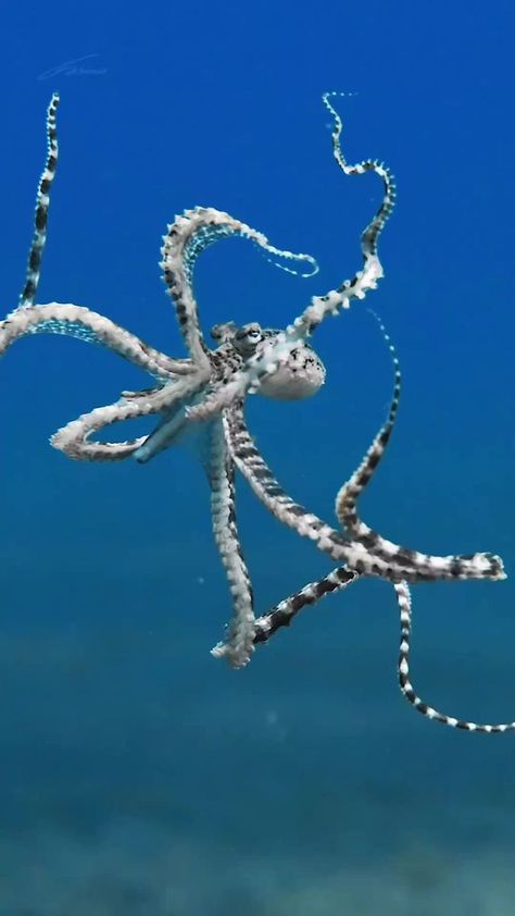 Mimic Octopus, Master Of Disguise, Vast Ocean, Marine Creatures, Fauna Marina, Life Under The Sea, The Mimic, Deep Sea Creatures, Beautiful Sea Creatures