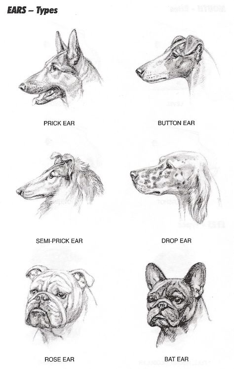 Dog Ear Sketch, Ear Structure, Dog Breeds Chart, Golden Retriever Breed, Dog Infographic, Dog Anatomy, Dog Books, Dog Ear, Types Of Dogs