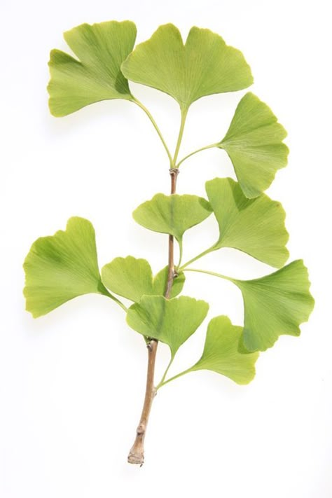 Ginkgo Biloba Tree, Colour Pictures, Gingko Biloba, Ginkgo Tree, Gingko Leaves, Ginkgo Leaves, Watercolor Projects, Ginkgo Leaf, Hd Desktop