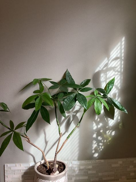 Money tree plant