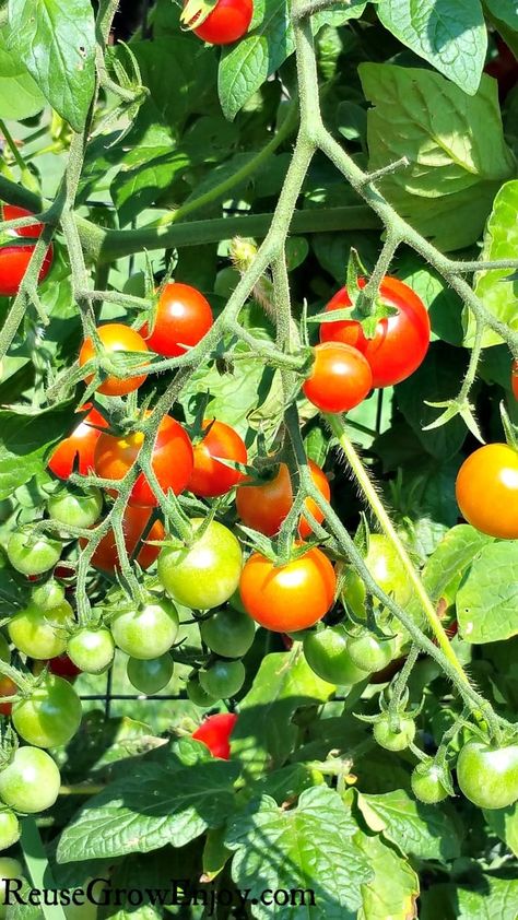 Grow Tomatoes Better With These 6 Tips Vegetable Garden Idea, Steak Tomatoes, Diy Vegetable Garden, How To Grow Cherries, Growing Cherry Tomatoes, Pruning Tomato Plants, Grow Carrots, Big Steak, Growing Tomato