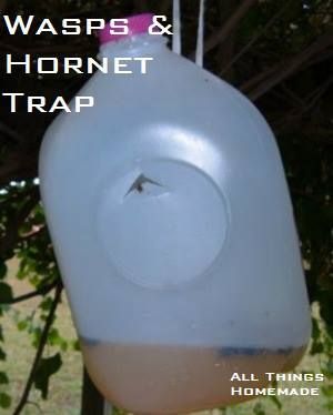 Take a gallon milk jug and cut an upside down V shape in the side 2/3 way up on the jug. Press the tab in. Pour fruit juice 1 inch deep into the jug. Put the cap back on the jug and hang. Insects enter through the hole and can't get out. Wasp Trap Diy, Hornet Trap, Bee Catcher, Bee Trap, Diy Fly Trap, Wasp Trap, Carpenter Bee Trap, Wasp Traps, Bee Traps