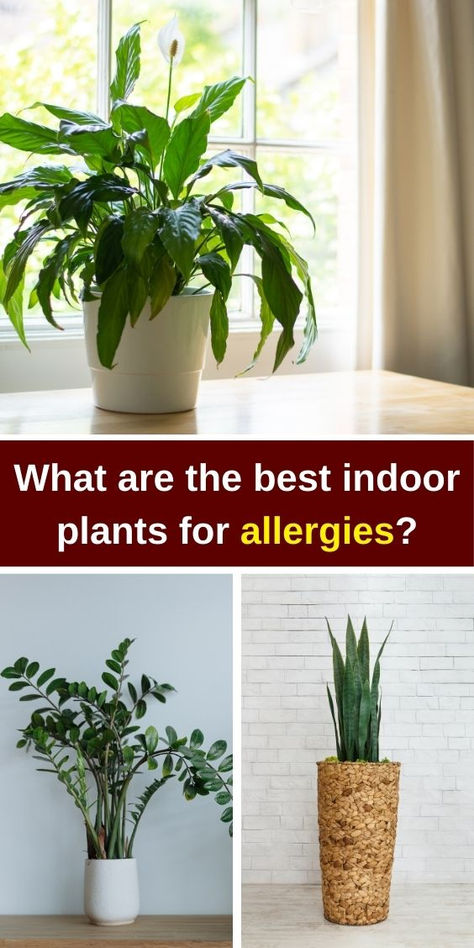 Discover the best indoor plants for allergies that can help improve indoor  air quality. While some houseplants are bad  for allergies, air-cleaning plants like spider plants and peace lilies can  be beneficial. Learn about the best air-purifying plants and plants for  allergies indoors, perfect for your bedroom. Explore tips on how to clean  your house for allergies and reduce mold allergy triggers. Breathe easier  with our guide to the best plants for a healthier home environment! House Plants That Clean The Air, Mold Allergy, Office Plants Desk, Oxygen Plant, Plants That Repel Bugs, Best Air Purifying Plants, Peace Lilies, Air Cleaning Plants, Flowering House Plants