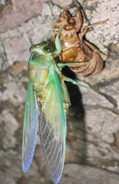 // cicada medicine - taking your own sweet time getting into optimal position and knowing just the right time to pop out and show the world your stuff Cicada Shell, Cicada Tattoo, Cool Bugs, Animal Symbolism, Beautiful Bugs, Praying Mantis, Arthropods, Insect Art, Arachnids