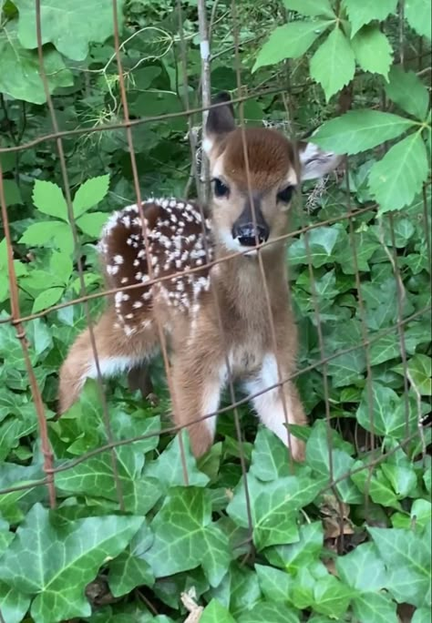 Deer Video, Deer Wallpaper, Funny Deer, Cute Small Animals, Pretty Animals, Oh Deer, Silly Animals, Baby Deer, Cute Wild Animals