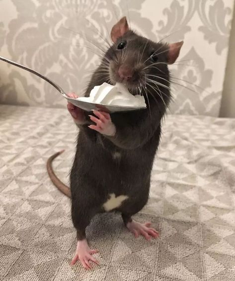 Tiktok Pfp, Pet Rat, Funny Rats, Fancy Rat, Pet Mice, Cute Rats, A Rat, Pet Rats, Pretty Animals