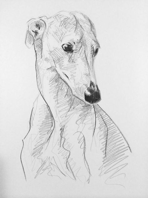 Dog Face Drawing, Sketch Dog, 100 Days Project, Greyhound Art, Dog Sketch, Grey Hound Dog, Dog Illustration, Animal Sketches, Dog Images