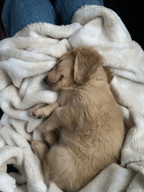 Cream Daschund Puppy, Mini Golden Retriever Dachshund, Sleepy Puppies, Cream Dachshund Puppy, Blonde Dashound, Daschund Puppies Aesthetic, Dashund Puppy Aesthetic, Cream Daschund Puppies, Fluffy Dashound Puppy