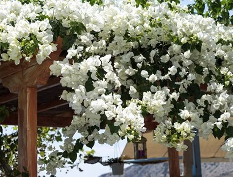 White Bougainvillea White Bougainvillea Trellis, White Buganvilla, White Bougainvillea Wedding, Buganvilla Ideas Yards, Bougainvillea White, Bougainvillea Colors, Bougainvillea Trellis, White Bougainvillea, Garden Vines