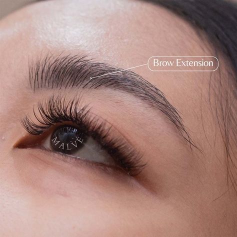 Eyebrow Extensions - Everything You Need to Know Eyebrow Extensions Before And After, Brow Extensions, Eyebrow Extensions, Types Of Eyebrows, Northern Utah, Full Brows, Natural Brows, Brow Tinting, Makeup Obsession