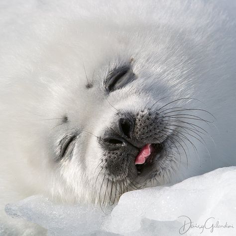 Nat Geo WILD on Instagram: “Photo by @daisygilardini | Harp seals in the Gulf of Saint Lawrence in Quebec, Canada give birth to their pups on the pack ice, in February…” Harp Seal Pup, Baby Harp Seal, Harp Seal, Cute Seals, Seal Pup, Baby Seal, Destination Voyage, Silly Animals, Wildlife Nature