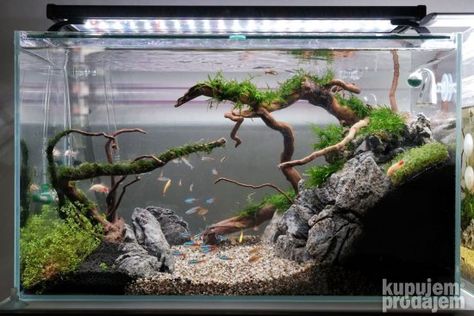 Betta Tank Aquascape, 10 Gallon Aquascape, Interior Aquarium, Tank Setup Ideas, Aquascape Inspiration, 10 Gallon Fish Tank, Aqua Design, Aqua Tank, Wall Aquarium