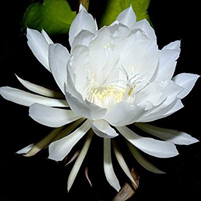 Amazon.com: Epiphyllum Oxypetalum - Night Blooming Cereus - Fragrant Orchid Cactus - Well Rooted Plant | Ships from Easy to Grow TM: Gateway Epiphyllum Oxypetalum, Wijaya Kusuma, Night Blooming Cereus, Cactus For Sale, Night Blooming Flowers, Blooming Orchid, Orchid Cactus, Moon Flowers, Red Orchids