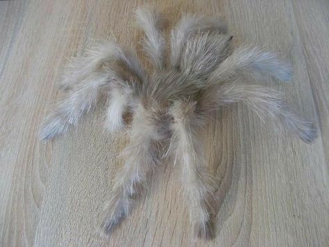 Sparklemuffin Spider, Tarantula Cute, Albino Spider, Bird Eating Spider, Cool Spiders, Pretty Spiders, Beautiful Spiders, Cute Spiders, Pet Tarantula