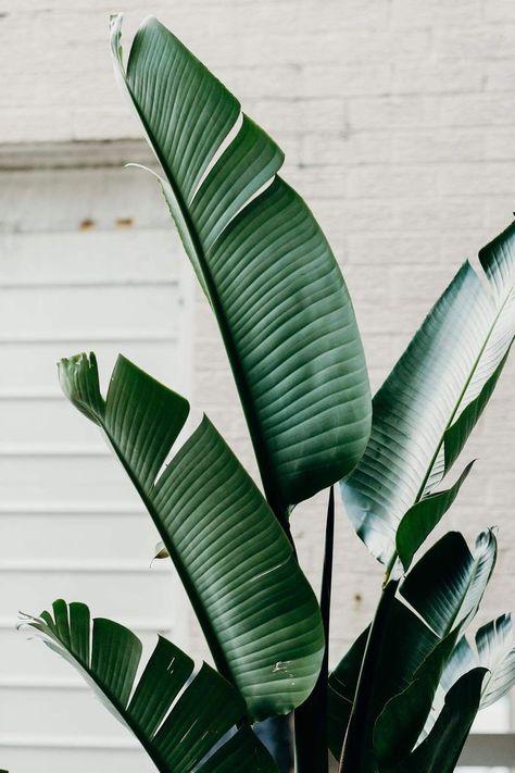 House Tree Plants, Banana Tree Leaves, Banana Palm Tree, Banana Leaf Plant, Banana Trees, Trendy Plants, Plant Background, Palm Tree Leaves, Banana Tree