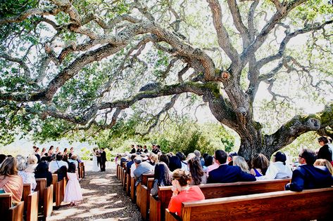 Photo by Evynn LeValley Oak Tree Wedding Ceremony, Tree Wedding Ceremony, Wedding Spots, Oak Tree Wedding, Monterey Wedding, Wedding Fits, Summer Camp Wedding, Carmel Weddings, Wedding Rentals Decor