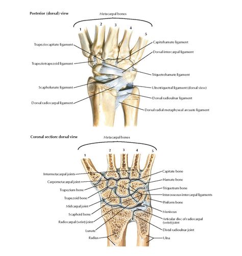 Ligaments of Wrist Anatomy Deep palm, Radius, Palmaris longus tendon, Palmar carpal ligament (thickening of deep antebrachial fascia) (... Palmaris Longus, Wrist Anatomy, Good Morning Images, Morning Images, Anatomy, Medical