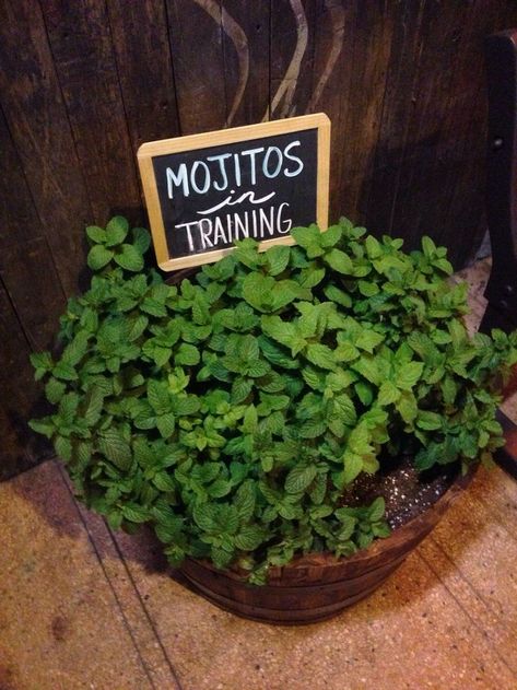 I am going to make this sign for my mint herb plants! And maybe something funny for my catnip ones! How creative! ~NL Garden Signs, Veggie Garden, Shade Garden, Dream Garden, Plant Life, A Sign, Herb Garden, Mojito, Garden And Yard