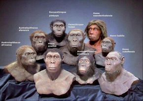 Evolution Tree of Hominids and Homo Sapiens. Description from pinterest.com. I searched for this on bing.com/images Homo Habilis, Prehistoric Age, Theory Of Evolution, Early Humans, Human Evolution, Australian Native Plants, Human Species, The Missing, Anthropology