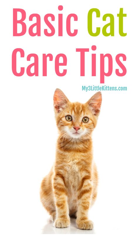 Important Basic Cat Care Tips - My 3 Little Kittens Cat Toilet Training, Cat Health Care, Cat Hacks, Healthy Cat, Cat Care Tips, Kitten Care, Cat Parenting, Dog Care Tips, Pet Care Tips