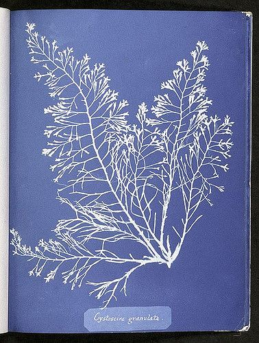 https://flic.kr/p/5JKmnB | Cystoseira granulata. | Digital ID: 419695. Atkins, Anna -- Photographer. 1843-53   Source: Photographs of British algae: cyanotype impressions. / Part I. (more info)   Repository: The New York Public Library. Spencer Collection.   See more information about this image and others at NYPL Digital Gallery. Persistent URL: digitalgallery.nypl.org/nypldigital/id?419695   Rights Info: No known copyright restrictions; may be subject to third party rights (for more inform... Natural Form Artists, Anna Atkins, Cyanotype Process, Prints Photography, Blue Prints, Illustration Botanique, Jeff Koons, Botanical Beauty, Scientific Illustration