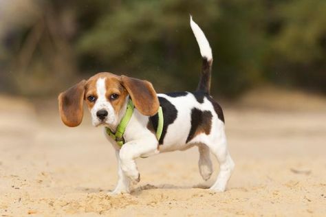 What causes limping in dogs? What should you do if your dog is limping? Learn about limping in dogs and how to handle it. Blue Tick Beagle, Top 10 Dog Breeds, Medication For Dogs, Yorkie Dogs, Purebred Dogs, American Kennel Club, Beagle Dog, Dog Barking, Dog Trainer