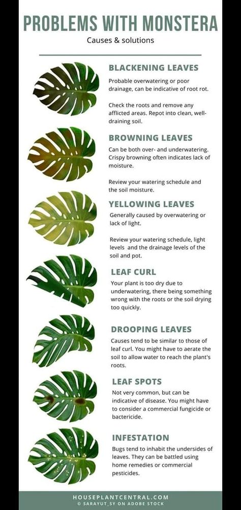 Plant Health Guide, Big Leaf Indoor Plant, Monstera Plant Care, Flower Tips, Plant Tips, Lucky Plant, Plant Mama, Plant Care Houseplant, Plant Hacks