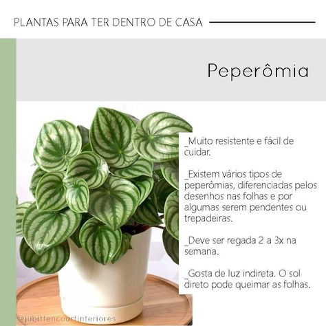 PLANTAS PARA DENTRO DE CASA | Baixinha, gordinha, com flores que parecem rabinhos de rato, essa folhagem suculenta não ganhou fama fácil, não. A peperômia- melancia tem as folhas com desenho delicado, que lembra casca da fruta. Nativa da Mata Atlântica é pouco exigente com cuidados. #plantaparadentrodecasa #urbanjungle #jiboia #vegetaçao #decoraçao #interiores #designdeinteriores #projetodeinteriores #plantas #casa #apartamento #dicas #tendencia #tendenciainteriores #lifestyle #plantinha #planta Inside Plants, Nature Plants, Green Life, Green Garden, Urban Jungle, Garden Center, Go Green, Arbor, House Plants