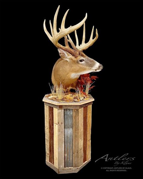 Buck with Pedestal 3 Pedestal Deer Mount, Small Mammals, Deer Mounts, Mule Deer, Whiskey Barrel, Cute Animal Drawings, Animal Sculptures, Wildlife Art, Taxidermy