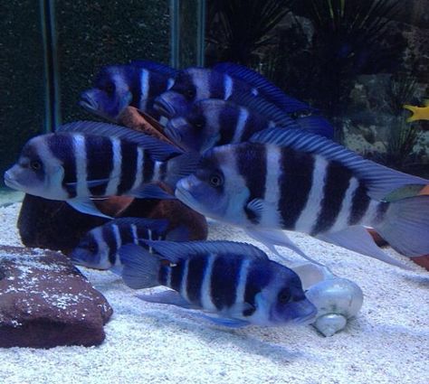 Moba frontosa - African Cichlid Breeders Frontosa Tank, Peacock Cichlids, Lake Tanganyika, Saltwater Aquarium Fish, Rare Fish, Tropical Aquarium, Salt Water Fish, African Cichlids, Freshwater Aquarium Fish