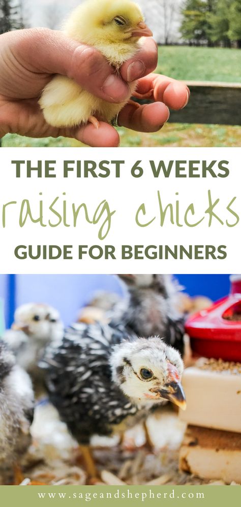 Raising chicks is probably the first thing you will do when homesteading! Read my guide on raising chicks week by week and get all your questions answered! Pictures Of Chickens, Urban Chicken Farming, Baby Chicks Raising, Chicken Raising, Raising Chicks, Urban Chickens, Chicken Care, Chicken Life, Backyard Chicken Farming