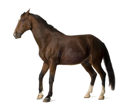 Horse. In front of a white background , #Ad, #front, #Horse, #background, #white #ad Photo Horse, Brown Horse, Background Pictures, Premium Photo, Mammals, Google Images, White Background, Stock Vector, Photo Image