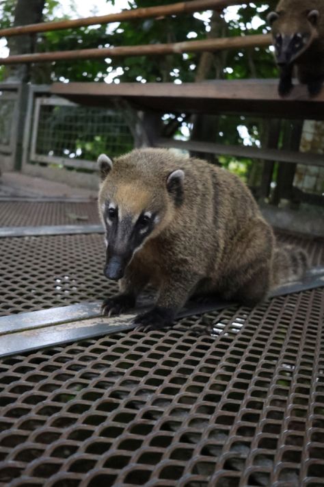 Iguazu, coati, cute, animals, wildlife, jungle, rainforest, national park, argentina, brazil, green Brasil Aesthetic, Wildlife Biologist, National Park, Brazil, National Parks, Cute Animals, Green, Animals