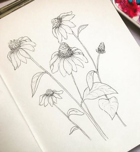 Diana del Castillo on Instagram: “Cone Flowers ✨ feel free to replicate, add color and tag me on your work 🌸🌸🌸 #flowers  #sketching #sketchbookclubtijuana #floralsyourway…” Cone Flowers Drawing, Coneflower Drawing Simple, How To Draw Cone Flowers, Cone Flower Illustration, Coneflower Sketch, Cone Flower Tattoo, Sigil Creation, Coneflower Drawing, Line Work Flowers