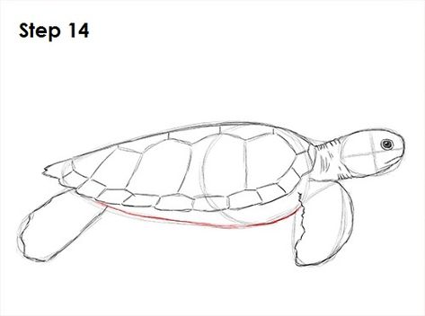 How to Draw a Green Sea Turtle How To Draw A Sea Turtle, Green Sea Turtle Drawing, Turtle Side View, Painting Planters, Draw A Sea Turtle, Turtle Project, Bujo Aesthetic, Turtle Sketch, Sea Turtle Drawing