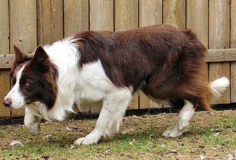 Border Collie And Australian Shepherd, Red Border Collie, Farm Dogs, Cattle Dogs, Rough Collie, Herding Dogs, Border Collie Dog, Red Border, Paws And Claws